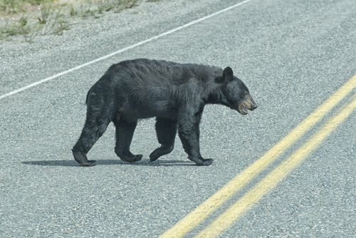 freeway, dip, brown bear