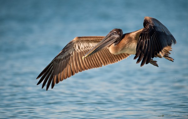 brown_pelican_NagelPhotogrphy