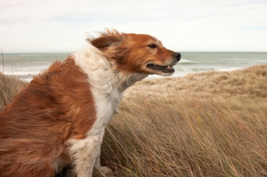 heavy_winds_dog_beach_gusty_wind_S Curtis
