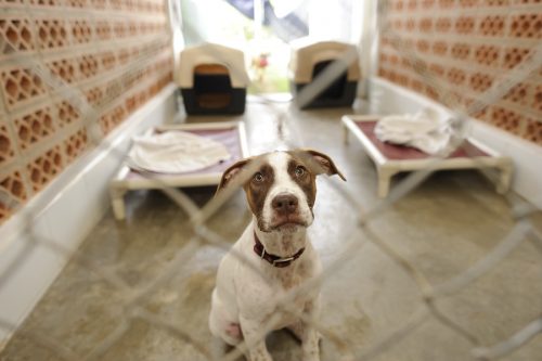 City Council "No-Kill" shelters commercial areas