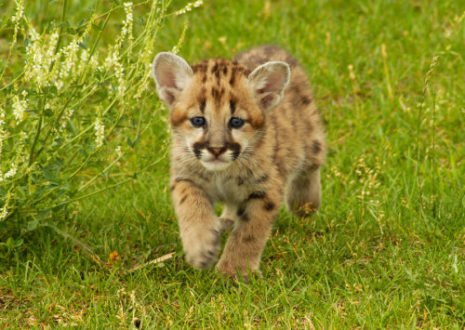 kittens, Mountain lion kittens discovered